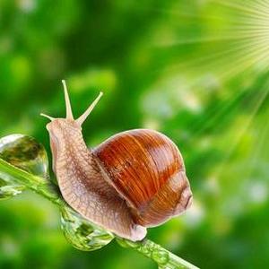 小蜗牛课堂 头像