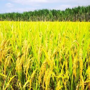 乘风的新星 头像