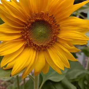 愉悦的芦苇 头像