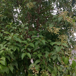 祥哥生话中草药谷式推拿头像