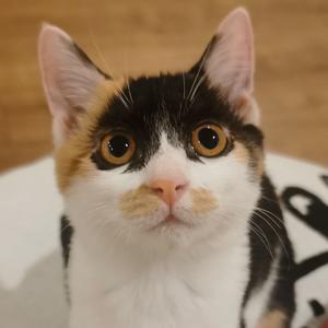 特斯拉是美喵 头像