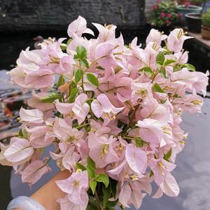 杏儿的花花露台 头像