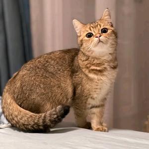 佛系布丁爸 头像