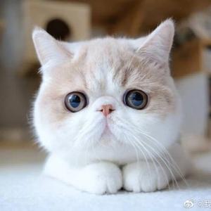 盯盯猫Chris