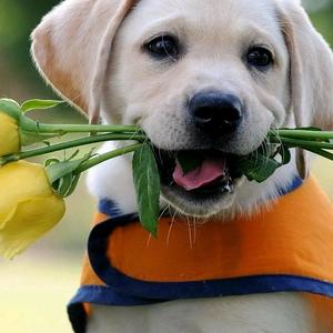 柠檬的种子 头像