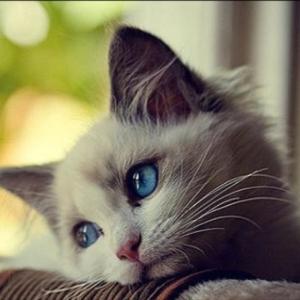 柒月读文史 头像