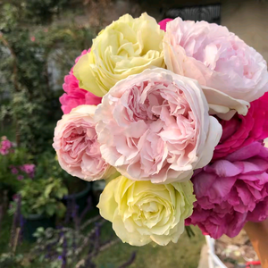 月亮园艺日记 头像