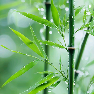 小舞的妹妹小粉 头像