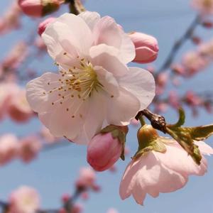 春日花语恋 头像