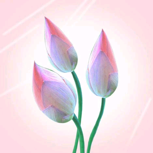 百合家庭教育 头像