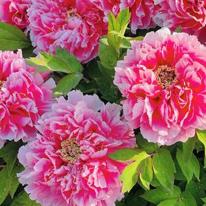 花开富贵刘大姐 头像