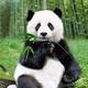 熊猫爱玩爱吃
                        头像