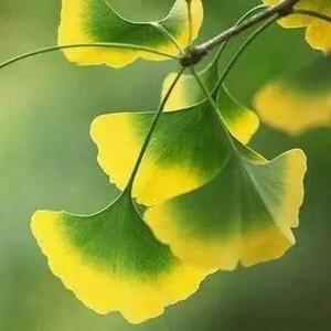 大鹏展翅九天起 头像