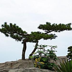 小树爱养蚕 头像