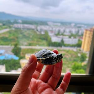 狗哥爱养宠 头像