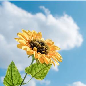 高考万能墙 头像