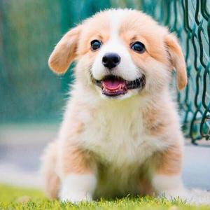 白色猫咪史记 头像