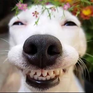 无拘无束的香香果 头像