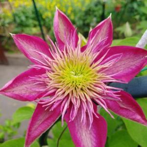 设施蝶豆花栽培技术 今日头条