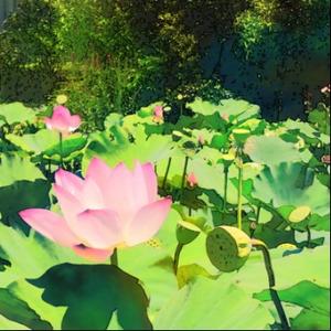 勤耕515195639608 头像