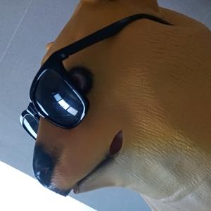 狗哥忆历史 头像