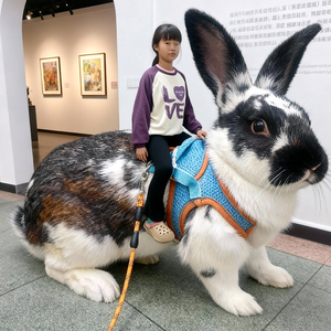 林记肠粉·鸡汁面·龙大 头像