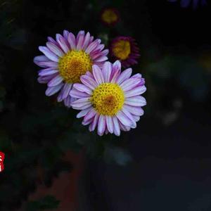 那样芬芳780