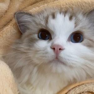 百变同学努力但不成功 头像