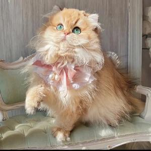 番茄1648855710709932 头像