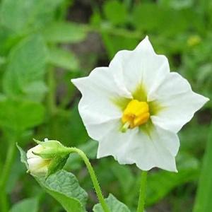 土豆子花