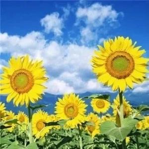 月华说娱乐 头像