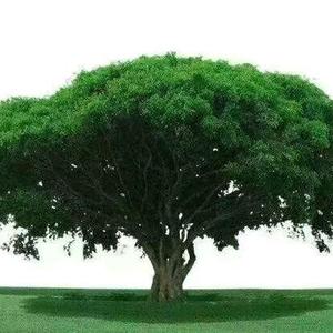 轻舟已过万重山 头像