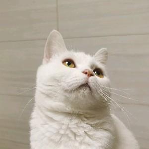 一只不不君 头像