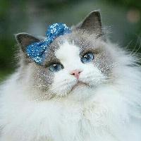 喵星人的生活观 头像