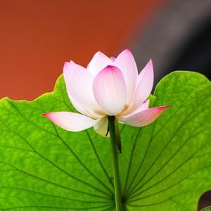 清爽水滴oQ