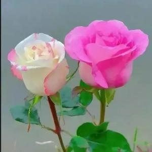 芳菲四月597