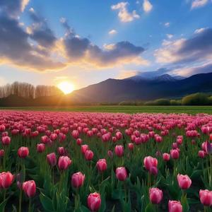 足智多谋圆月Yp0 头像