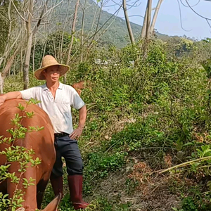 山村龙乡头像