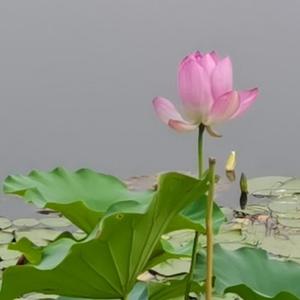 木子李8606 头像