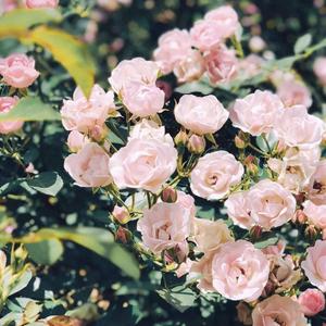 刘明慧律师 头像