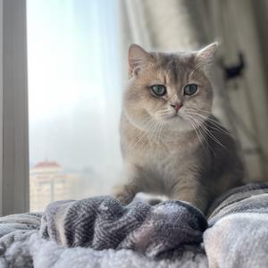 肉龙是只猫 头像