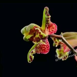 国香居.万云坤.兰花 头像