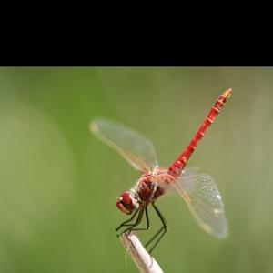 乡村黄鹂鸟 头像