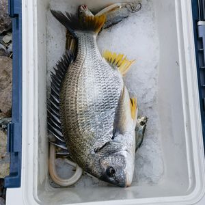 以鱼会友—杨松 头像