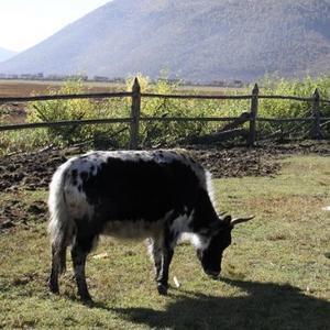 深秋采棉白又白 头像