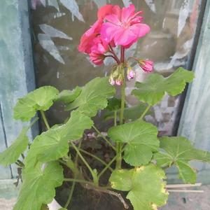 天南海北泰山 头像