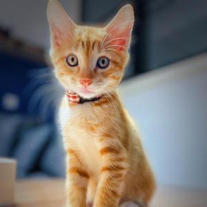 十三要发光 头像