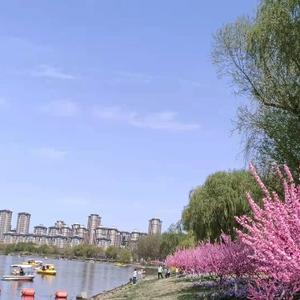 船头一敲鱼就入网！白洋淀老渔民展示“响板惊鱼” - 今日头条