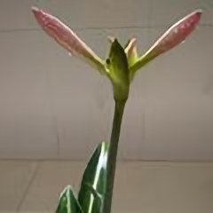 如沐春风0631