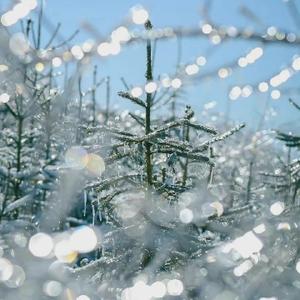 四雪7nAi 头像
